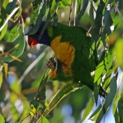 Trichoglossus moluccanus at Macarthur, ACT - 7 Aug 2021