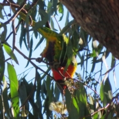 Trichoglossus moluccanus at Macarthur, ACT - 7 Aug 2021