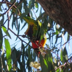 Trichoglossus moluccanus at Macarthur, ACT - 7 Aug 2021