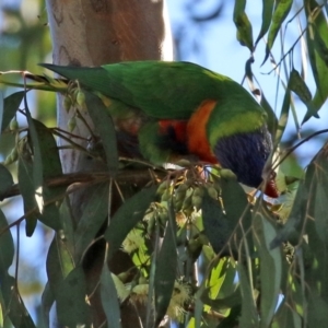 Trichoglossus moluccanus at Macarthur, ACT - 7 Aug 2021