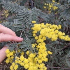 Acacia dealbata subsp. dealbata (Silver Wattle) at Table Top, NSW - 7 Aug 2021 by Darcy