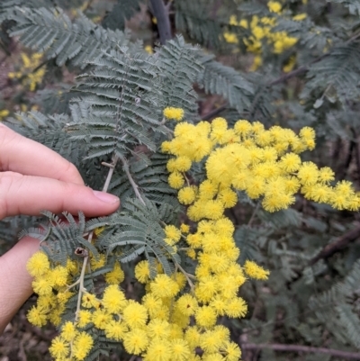 Acacia dealbata subsp. dealbata (Silver Wattle) at Table Top, NSW - 7 Aug 2021 by Darcy