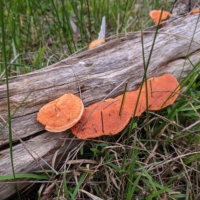 Unidentified Cup or disk - with no 'eggs' at Table Top, NSW - 7 Aug 2021 by Darcy