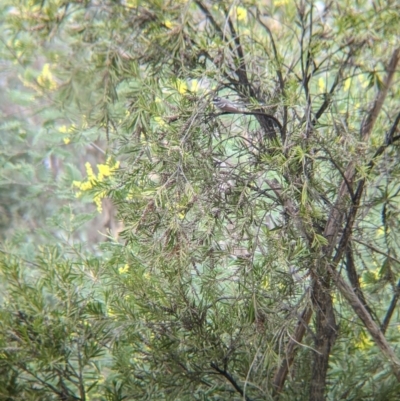 Rhipidura albiscapa (Grey Fantail) at Table Top, NSW - 7 Aug 2021 by Darcy