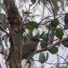 Colluricincla harmonica (Grey Shrikethrush) at Table Top, NSW - 7 Aug 2021 by Darcy