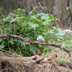 Stizoptera bichenovii (Double-barred Finch) at Table Top, NSW - 7 Aug 2021 by Darcy