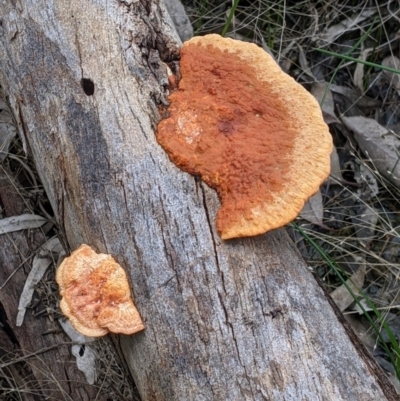 Trametes coccinea (Scarlet Bracket) at Table Top, NSW - 7 Aug 2021 by Darcy