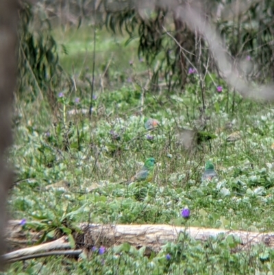 Psephotus haematonotus (Red-rumped Parrot) at Table Top, NSW - 7 Aug 2021 by Darcy