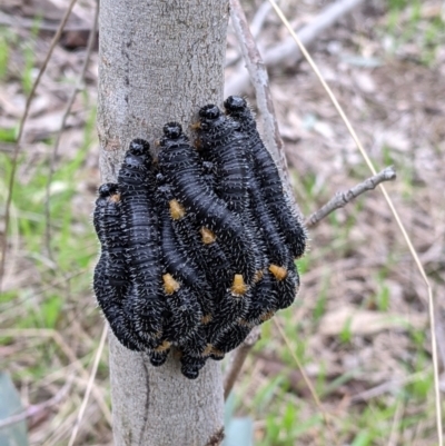 Perga sp. (genus) (Sawfly or Spitfire) at Table Top, NSW - 7 Aug 2021 by Darcy