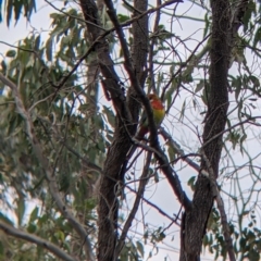 Platycercus eximius (Eastern Rosella) at Table Top, NSW - 7 Aug 2021 by Darcy