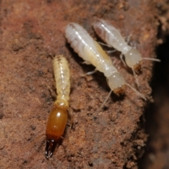 Termitoidae (informal group) (Unidentified termite) at ANBG - 6 Aug 2021 by TimL
