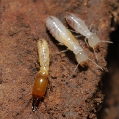 Termitoidae (informal group) (Unidentified termite) at ANBG - 6 Aug 2021 by TimL