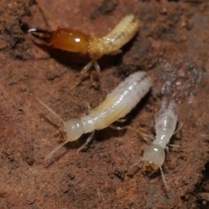 Termitoidae (informal group) at Downer, ACT - 6 Aug 2021 12:34 PM