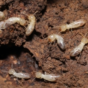 Termitoidae (informal group) at Downer, ACT - 6 Aug 2021 12:34 PM