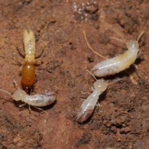 Termitoidae (informal group) at Downer, ACT - 6 Aug 2021 12:34 PM