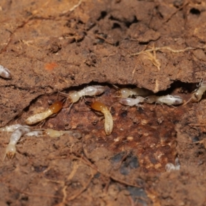 Termitoidae (informal group) at Downer, ACT - 6 Aug 2021 12:34 PM