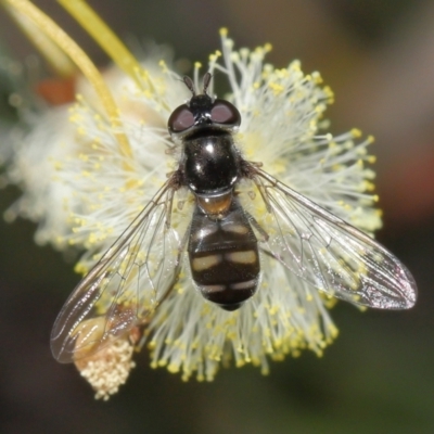 Melangyna viridiceps (Hover fly) at ANBG - 6 Aug 2021 by TimL