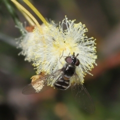 Melangyna viridiceps at Acton, ACT - 6 Aug 2021