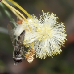 Melangyna viridiceps at Acton, ACT - 6 Aug 2021