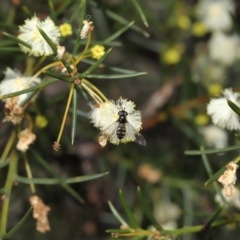 Melangyna viridiceps at Acton, ACT - 6 Aug 2021 01:21 PM