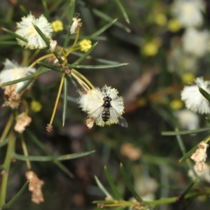 Melangyna viridiceps at Acton, ACT - 6 Aug 2021