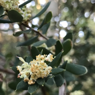 Monotoca elliptica (Tree Broom-heath) at Broulee, NSW - 8 Aug 2021 by MattFox