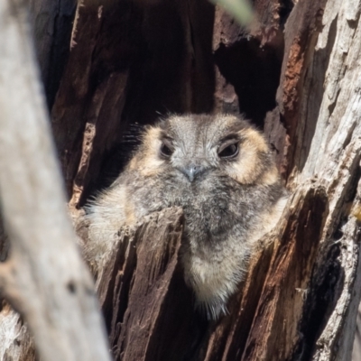 Aegotheles cristatus (Australian Owlet-nightjar) at Campbell Park Woodland - 7 Aug 2021 by rawshorty