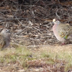 Phaps chalcoptera (Common Bronzewing) at Bicentennial Park - 7 Aug 2021 by Paul4K