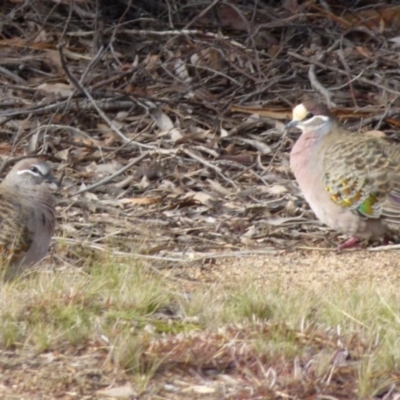 Phaps chalcoptera (Common Bronzewing) at Bicentennial Park - 7 Aug 2021 by Paul4K