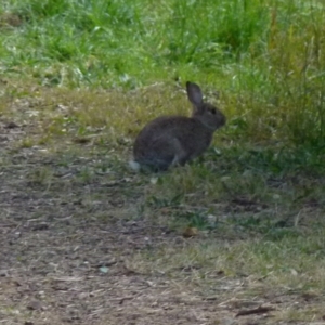 Oryctolagus cuniculus at Queanbeyan West, NSW - 8 Aug 2021 08:58 AM