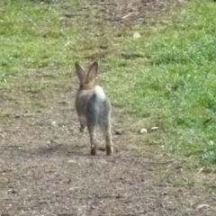 Oryctolagus cuniculus at Queanbeyan West, NSW - 8 Aug 2021 08:58 AM