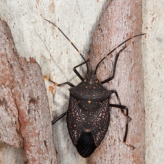 Poecilometis patruelis (Gum Tree Shield Bug) at National Arboretum Forests - 6 Aug 2021 by rawshorty