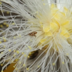 Psyllidae sp. (family) (Unidentified psyllid or lerp insect) at ANBG - 6 Aug 2021 by TimL