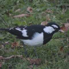 Grallina cyanoleuca (Magpie-lark) at Conder, ACT - 17 May 2021 by michaelb