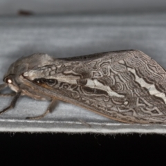 Abantiades labyrinthicus (Labyrinthine Ghost Moth) at Paddys River, ACT - 11 Mar 2021 by Bron