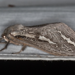 Abantiades labyrinthicus (Labyrinthine Ghost Moth) at Paddys River, ACT - 12 Mar 2021 by Bron