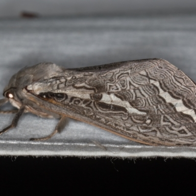 Abantiades labyrinthicus (Labyrinthine Ghost Moth) at Paddys River, ACT - 11 Mar 2021 by Bron