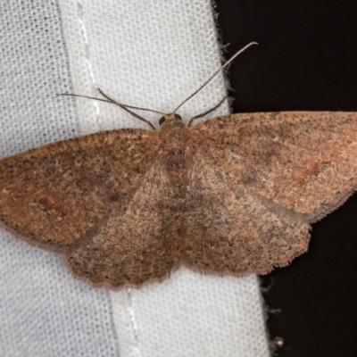 Casbia (genus) (A geometer moth) at Paddys River, ACT - 12 Mar 2021 by Bron