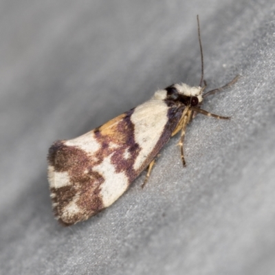 Philenora irregularis (Lithosiini) at Paddys River, ACT - 11 Mar 2021 by Bron