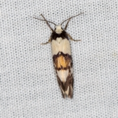 Philenora irregularis at Paddys River, ACT - 12 Mar 2021