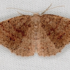 Casbia tanaoctena (Speckled Casbia) at Paddys River, ACT - 11 Mar 2021 by Bron