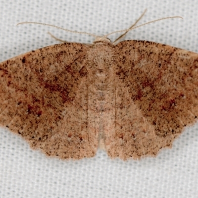 Casbia tanaoctena (Speckled Casbia) at Paddys River, ACT - 11 Mar 2021 by Bron