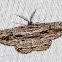 Scioglyptis chionomera (Grey Patch Bark Moth) at Paddys River, ACT - 12 Mar 2021 by Bron