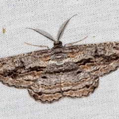 Scioglyptis chionomera (Grey Patch Bark Moth) at Paddys River, ACT - 11 Mar 2021 by Bron