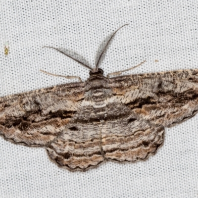 Scioglyptis chionomera (Grey Patch Bark Moth) at Paddys River, ACT - 12 Mar 2021 by Bron
