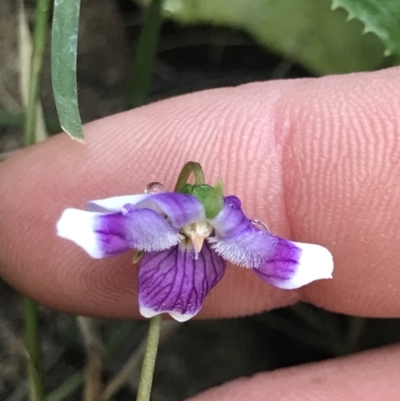 Viola hederacea (Ivy-leaved Violet) at Broulee, NSW - 8 Aug 2021 by MattFox