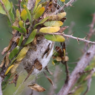 Unidentified Spider (Araneae) at Wodonga, VIC - 7 Aug 2021 by KylieWaldon