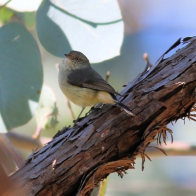 Acanthiza reguloides (Buff-rumped Thornbill) at West Wodonga, VIC - 8 Aug 2021 by Kyliegw