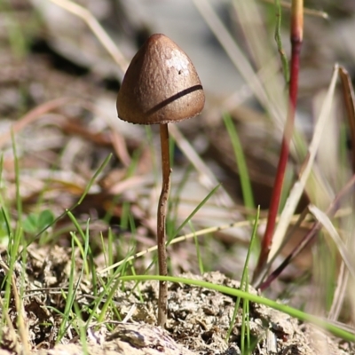 Unidentified Cap on a stem; gills below cap [mushrooms or mushroom-like] at West Wodonga, VIC - 8 Aug 2021 by Kyliegw