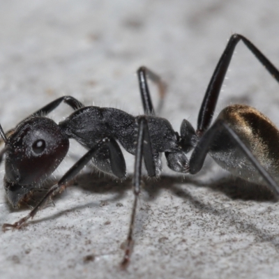 Camponotus suffusus (Golden-tailed sugar ant) at ANBG - 8 Aug 2021 by TimL